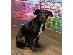 Adopt Carley a Labrador Retriever