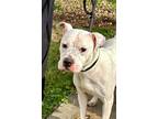 Adopt Sandy a American Staffordshire Terrier, Pit Bull Terrier