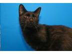 Adopt Suki a Domestic Short Hair