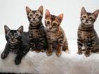 Bengal Kittens