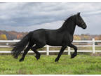 Full-Papered Friesian Stallion