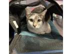 Adopt Luma // ITF a Domestic Short Hair