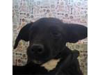 Adopt Paws/ITF a Terrier, Mixed Breed