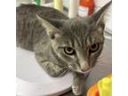 Adopt Grayce // ITF a Domestic Short Hair