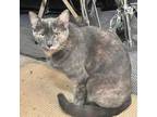 Adopt Grace/ITF a Domestic Short Hair