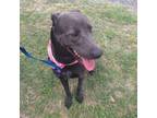 Adopt Dee Dee a Weimaraner