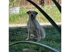 Adopt Sage / 59139 a Yellow Labrador Retriever, Mixed Breed