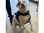 Adopt PINKY a Pit Bull Terrier