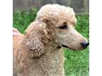 Adopt Amy a Standard Poodle
