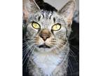 Adopt Mama Queenie a Domestic Short Hair