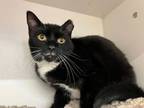 Adopt Moe a Domestic Short Hair