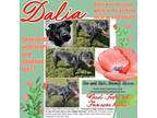 Adopt Dalia a Pit Bull Terrier, Black Labrador Retriever