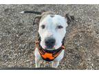 Adopt POGO a Pit Bull Terrier, Mixed Breed