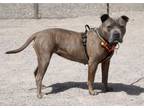 Adopt VIOLET a Pit Bull Terrier