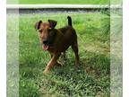 Irish Terrier PUPPY FOR SALE ADN-702395 - Irish Terrier