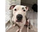 Adopt Josephine Hustle a American Staffordshire Terrier, Mixed Breed