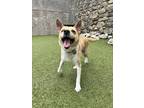 Adopt Ellory a Shiba Inu, Basenji