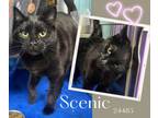 Adopt Scenic a Domestic Short Hair