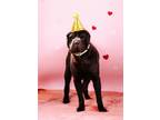 Adopt Nacho Supreme a Shar-Pei, Mixed Breed