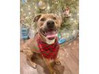 Adopt Piper a Black Mouth Cur