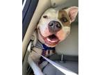 Adopt Sally a Labrador Retriever, American Staffordshire Terrier