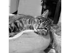 Adopt Gem a American Shorthair