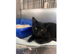 Adopt Ms. Kitty a Domestic Short Hair