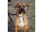 Adopt Millie a Boxer, Mixed Breed