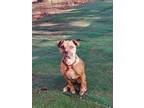 Adopt Avery a Boxer, American Staffordshire Terrier
