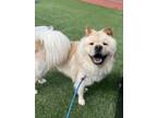 Adopt Reno a Chow Chow