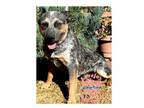 Adopt Blueski a Australian Cattle Dog / Blue Heeler