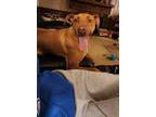 Adopt Landon a Rhodesian Ridgeback, Great Dane