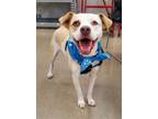 Adopt Poncho a Pit Bull Terrier
