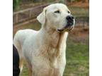 Adopt Leo a Great Pyrenees, Husky