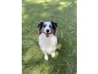 Adopt Mowgli a Australian Shepherd