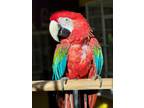 Adopt Walter a Macaw