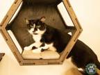 Adopt Elvis a Domestic Short Hair