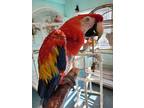 Adopt Terry a Macaw