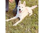 Adopt ZURI-URGENT! a Siberian Husky