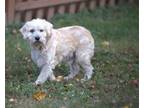 Adopt Owen Wilson a Poodle