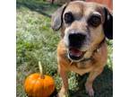 Adopt Danny Devito a Puggle