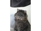 Adopt Skye a Domestic Medium Hair