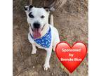 Adopt Panda a Australian Cattle Dog / Blue Heeler