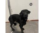 Adopt Rocky Balboa / ITF a Black Labrador Retriever