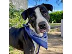 Adopt Rango // 59663 a Pit Bull Terrier