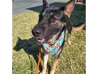 Adopt Donnie a Shepherd, Mixed Breed