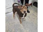 Adopt Chocolate Chip Cookie a Pit Bull Terrier, Mixed Breed