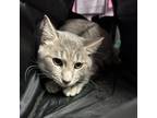 Adopt Dorian Grey / ITF a Domestic Short Hair