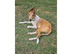 Adopt Jake a Smooth Collie