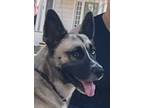 Adopt Blue a Belgian Shepherd / Malinois, Anatolian Shepherd